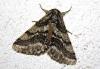 Lycia hirtaria